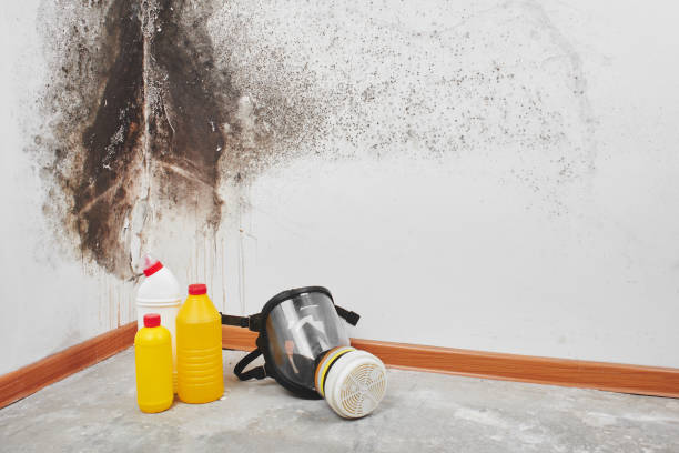 Certified Mold Removal in San Jose, CA