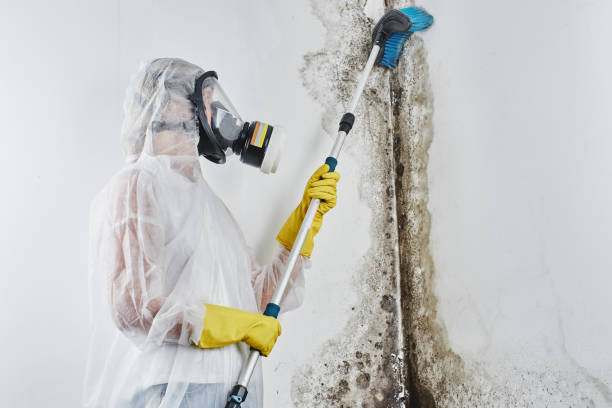 Trusted San Jose, CA Mold Removal Experts