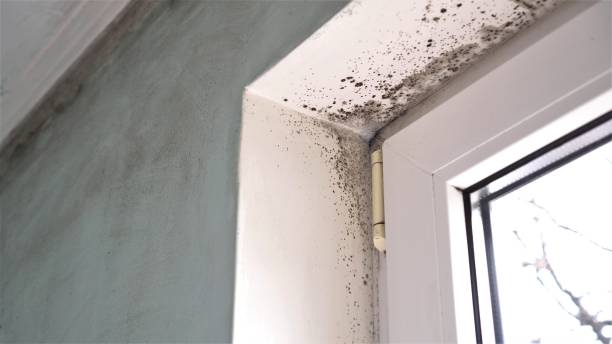 Best Commercial Mold Removal  in San Jose, CA