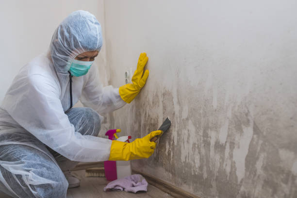 Trusted San Jose, CA Mold Removal Experts