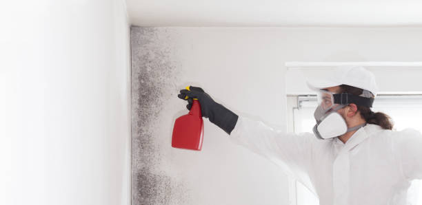 Best Attic Mold Removal  in San Jose, CA